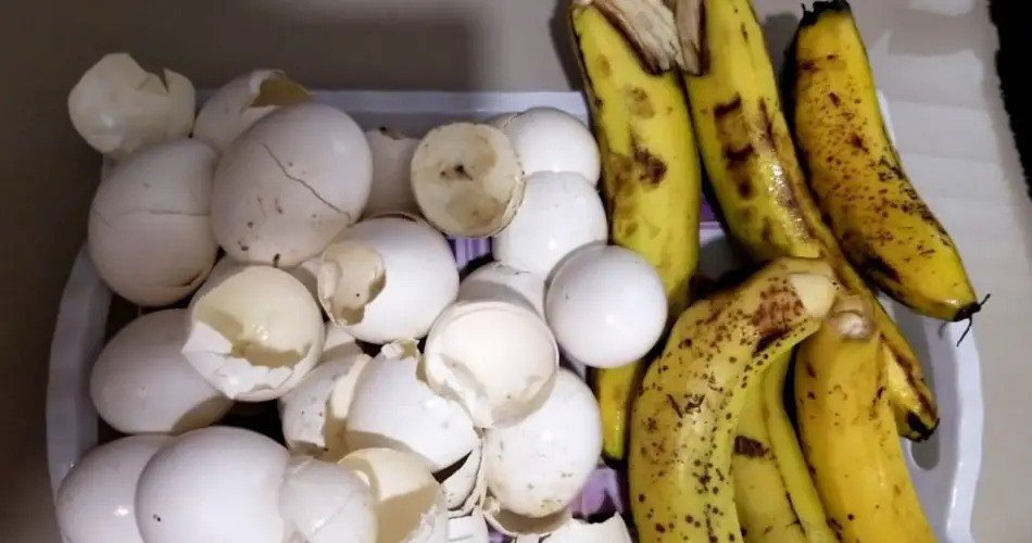 Tyto 2 ingredience mají v zeleninové zahradě a na zahradě cenu zlata: velmi silné hnojivo