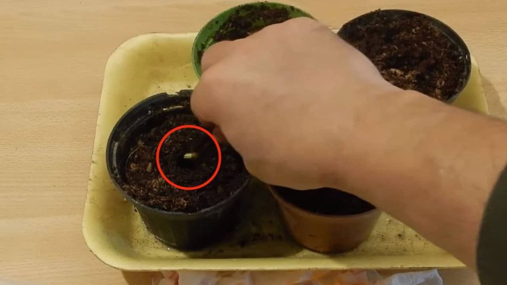 Citronová semínka, už je nevyhazujte: zakopejte je a uvidíte, co se stane za 48 hodin