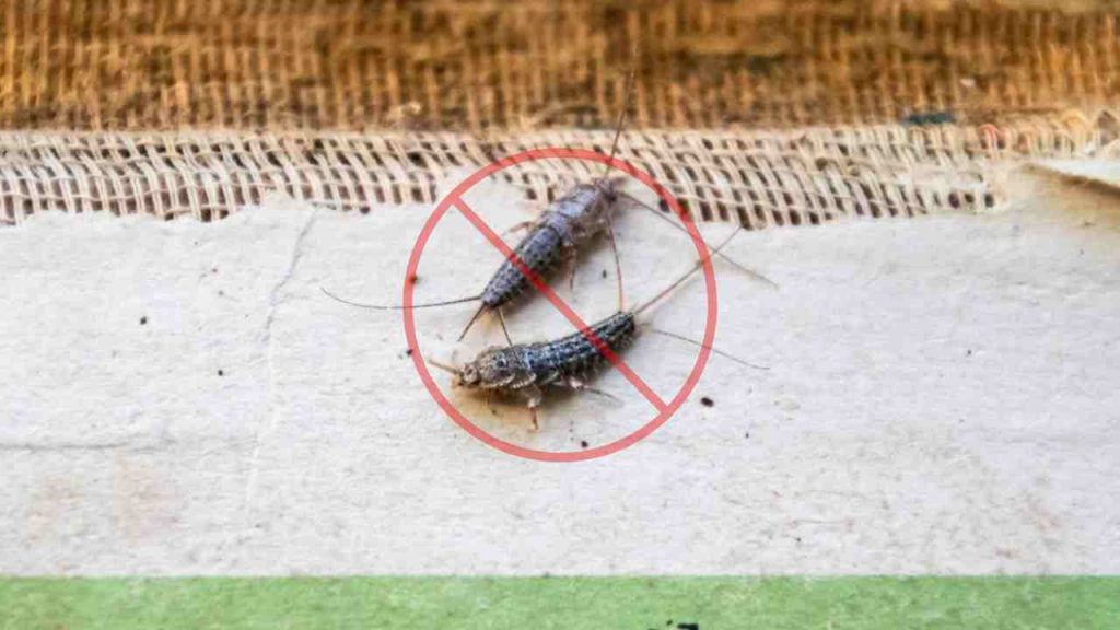 Stříbrná rybka to nenávidí, jedině tak se jí můžete natrvalo zbavit