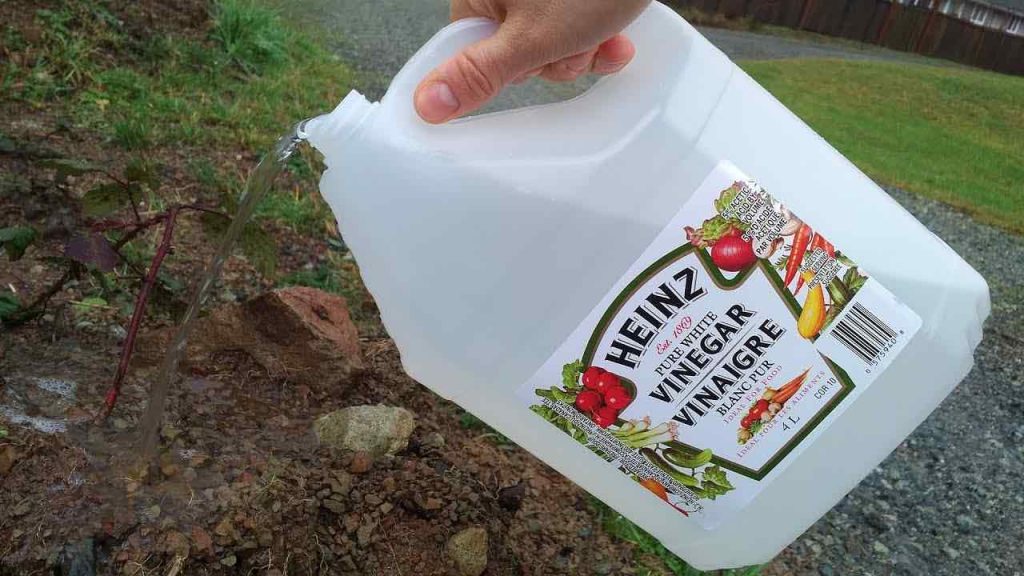 Použijte ocet na zahradě a uvidíte, co se stane: nikdy jsem neměl takové výsledky