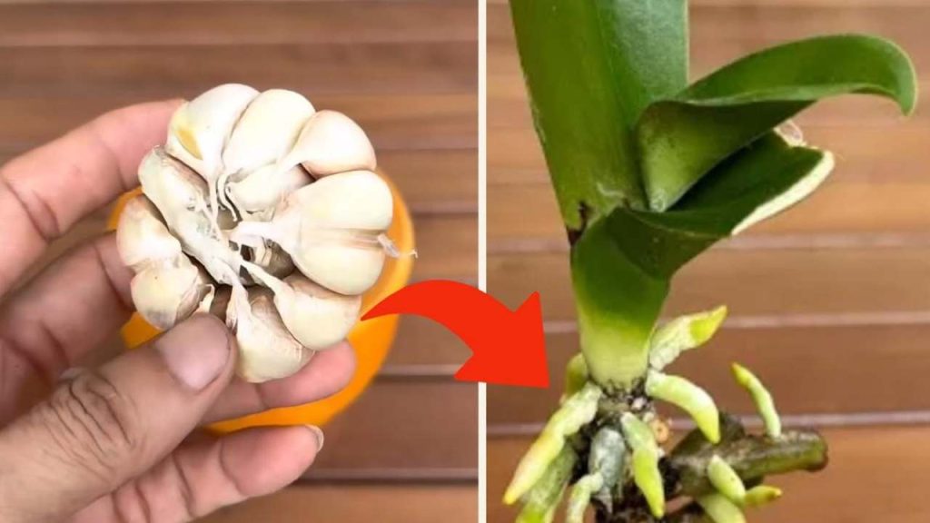Orchidej, jen s tímto trikem se školkařům podaří, aby žila dlouhá léta