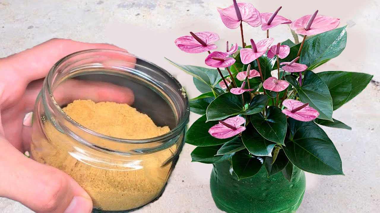 Už nikdy nepoužijete lepší hnojivo než toto: stačí jen 2 ingredience