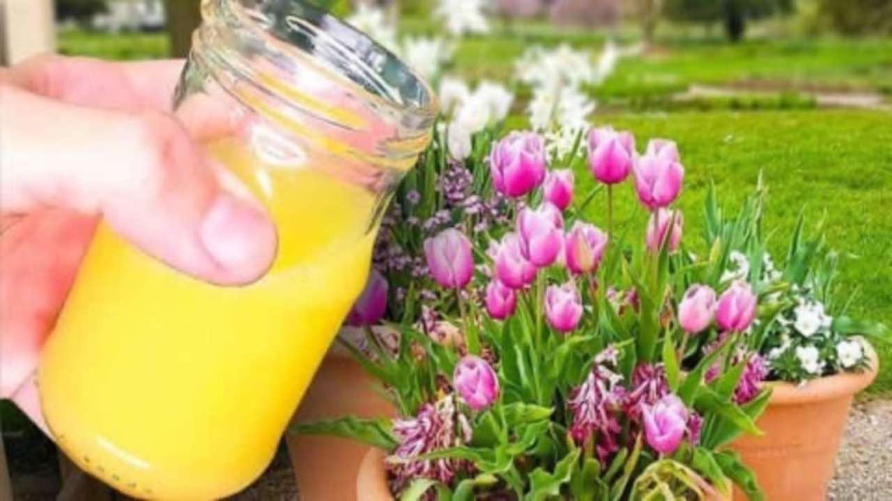 Trik květinářů, jak mít zdravé, svěží tulipány: vydrží vám měsíce