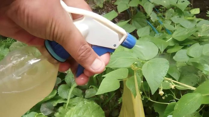 Nejúčinnější fungicid a insekticid na světě je tento: bez chemie