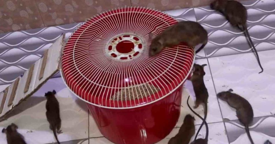 K chytání myší stačí plastová krabice: tato past je spolehlivá