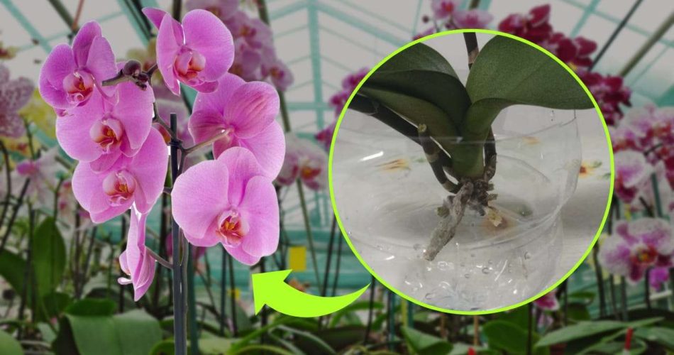 Orchidej bez kořenů, tajemství, jak se znovuzrodí za pár dní: jak to dělají školkaři