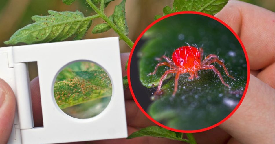 Roztoči na rostlinách, neomylná metoda k jejich likvidaci v krátkém čase