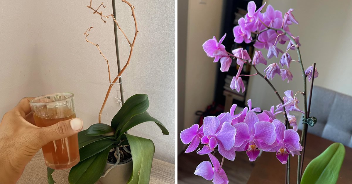 Nejúčinnější trik, jak zachránit umírající orchidej a přimět ji znovu kvést