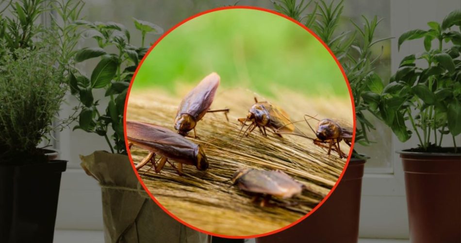 Švábi, vložte tuto aromatickou rostlinu do svého domu: nenávidí ji | Okamžitě zmizí
