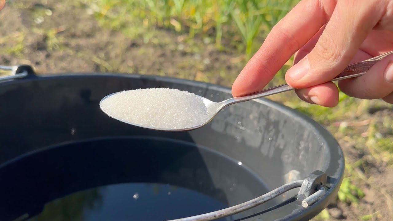 Pokud chcete bohatou a bohatou úrodu, nalijte půdu tímto vědrem vody.