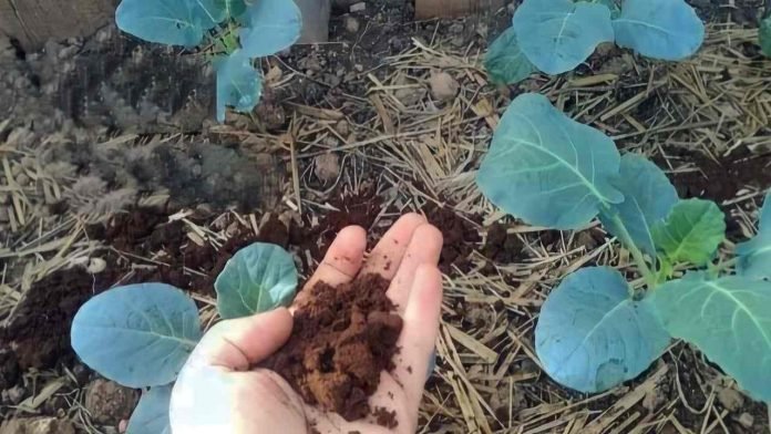 Toto přírodní rostlinné hnojivo způsobí závist všech vašich sousedů