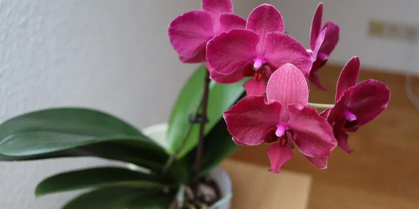 3 neomylné triky, aby orchideje kvetly po celý rok i v zimě na vašem balkóně a terase