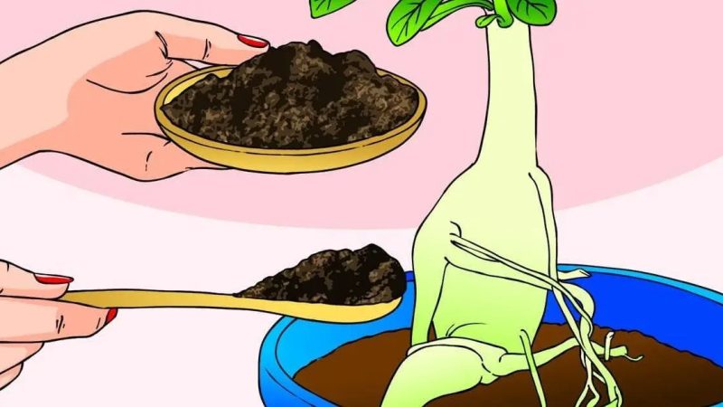 Kávová sedlina: 17 způsobů využití pro zahradu i domácnos