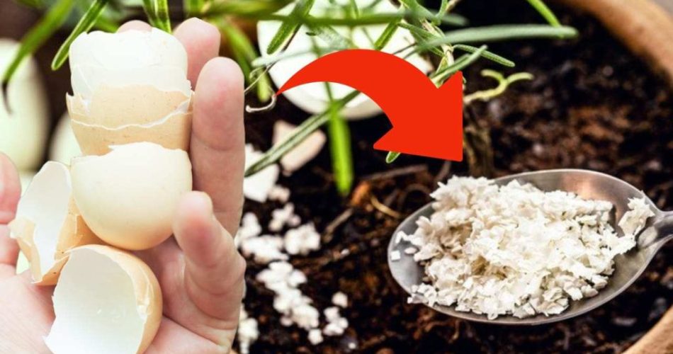 Vaječné skořápky? Hoďte je na zahradu, ušetří vám účet: zde je důvod