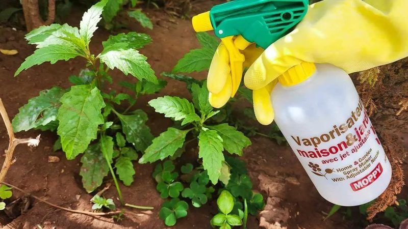 Recept na přírodní herbicid s jedlou sodou a octem