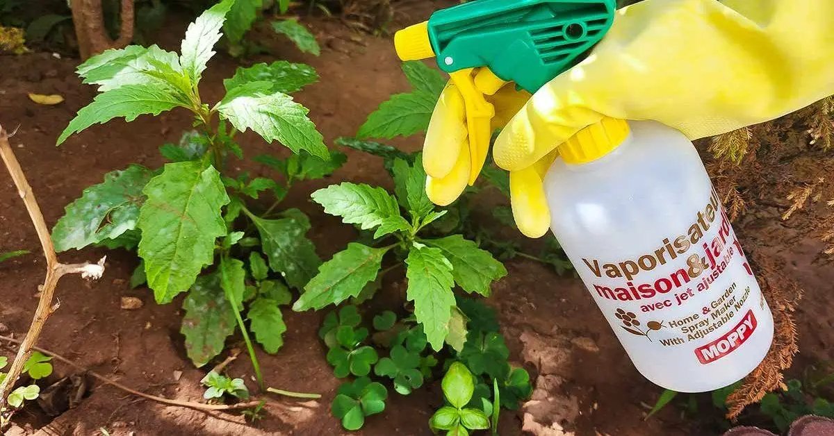 Recept na přírodní herbicid s jedlou sodou a octem