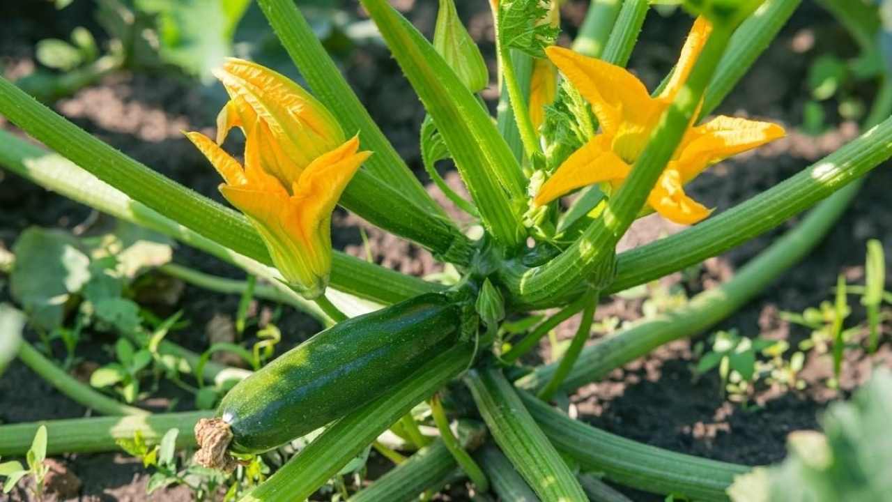 Pěstujte tuto rostlinu poblíž cukety, pokud chcete, aby byly vždy čerstvé a krásné.