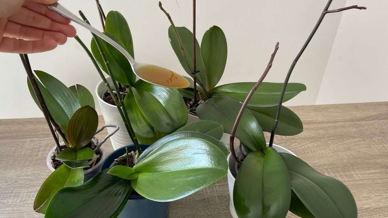 Jedna kapka vytvoří jasně zelené listy – nikdy předtím jsem takovou orchidej neměl