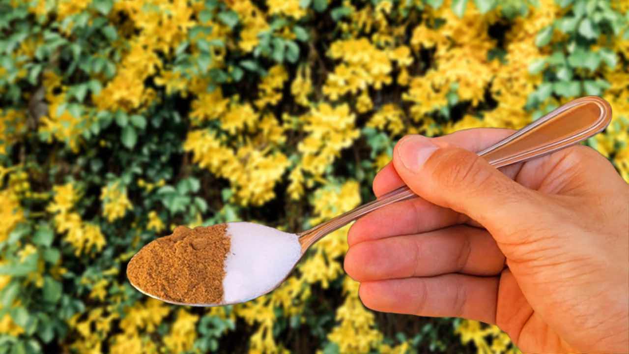 To oživí všechny zažloutlé nebo shnilé rostliny během několika hodin