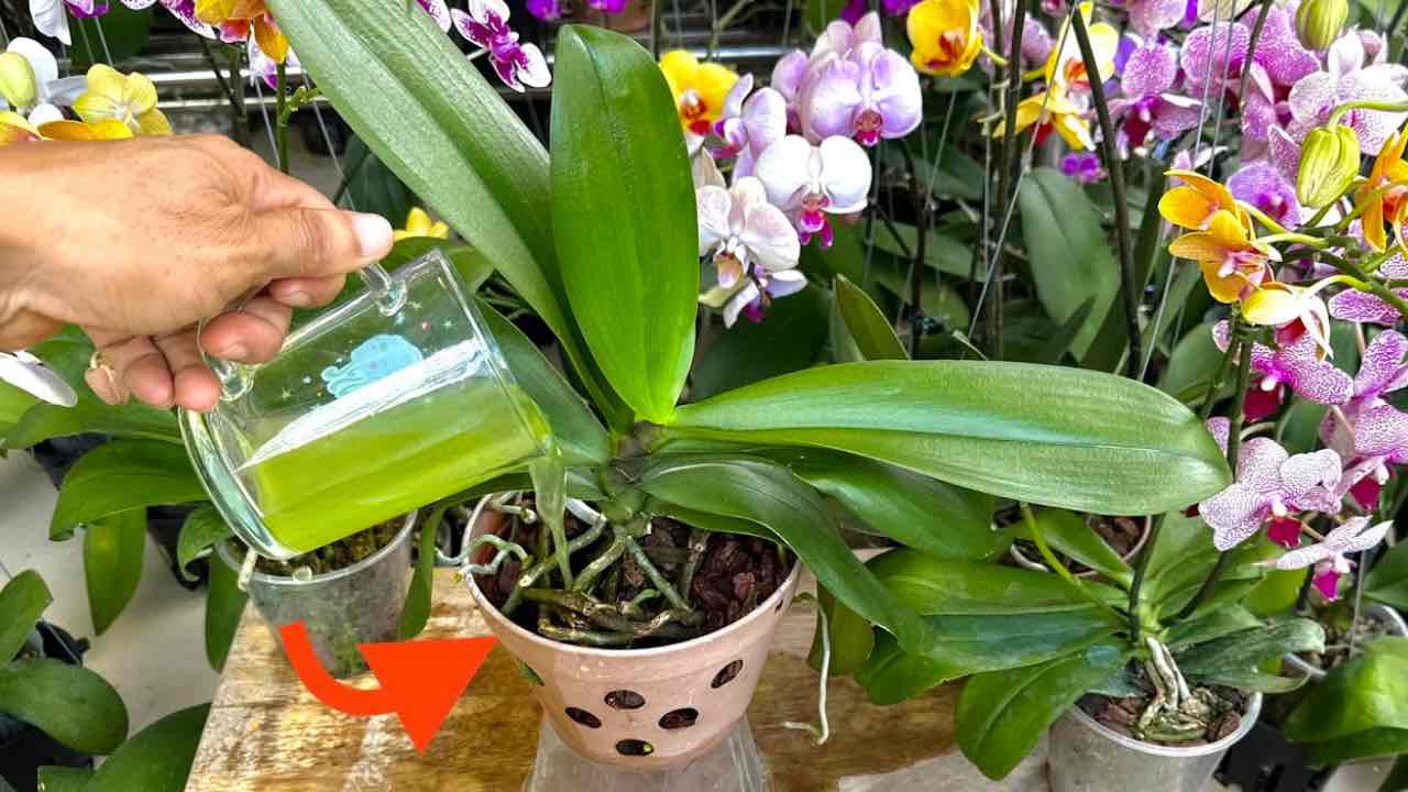 Pokud nalijete 1 šálek této přísady, nemáte ponětí, kolik orchidejí vykvete