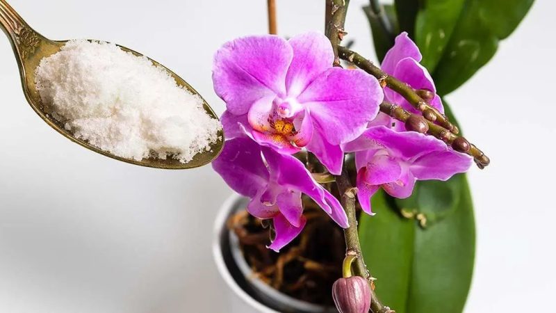Jak přimět orchidej znovu rozkvést česnekovým práškem?