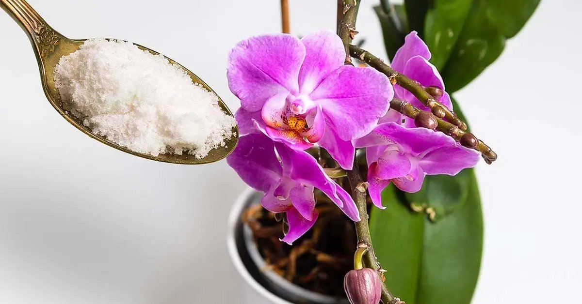 Jak přimět orchidej znovu rozkvést česnekovým práškem?