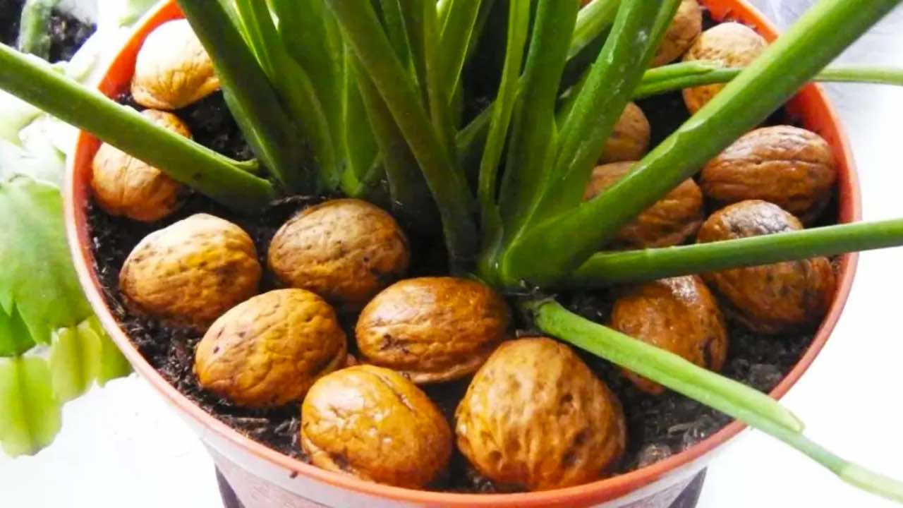 Ořechové skořápky na rostlinách, proto to v únoru dělají všichni zahrádkáři