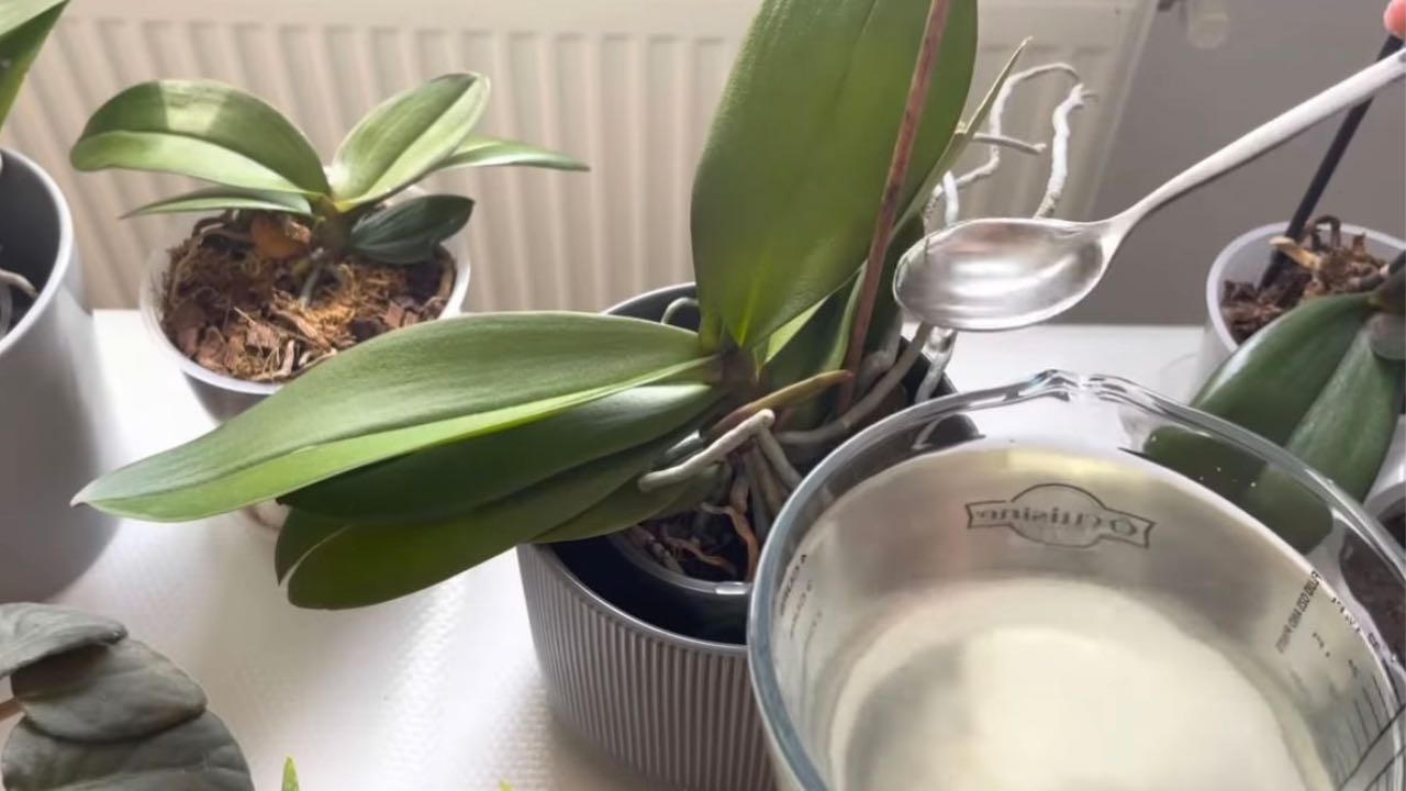 Orchideje, stačí 1 lžíce a kvetou bez zastavení: velmi silné hnojivo