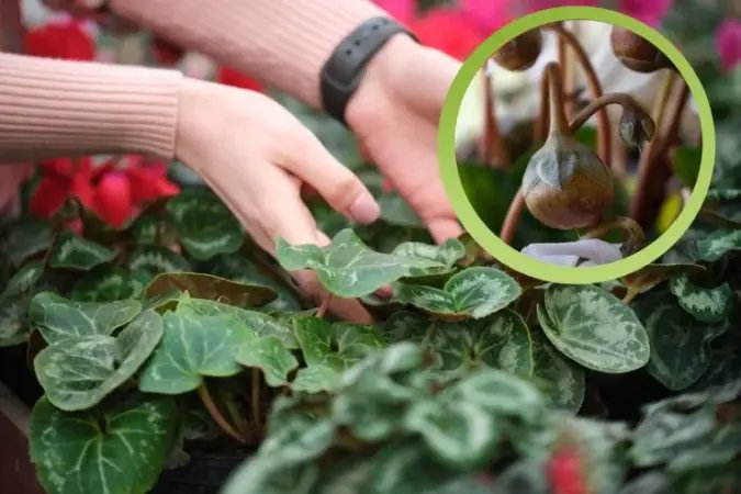 Cyclamen: Všimli jste si někdy bílých kuliček ve váze? Vysvětlím, co jsou zač a co dělat!