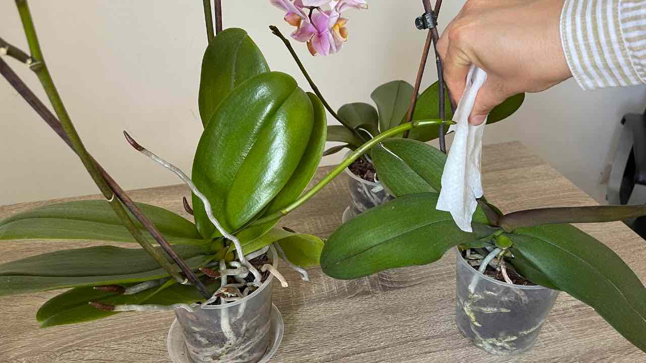 Silné a velmi zdravé listy, udělejte to se svou orchidejí a bude vám závidět celé okolí