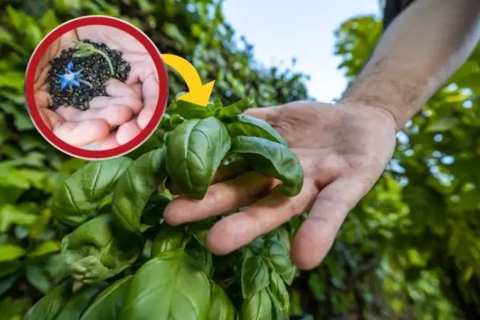 Pěstujte tyto květiny poblíž bazalky a uvidíte výsledky! nikdo nevěděl