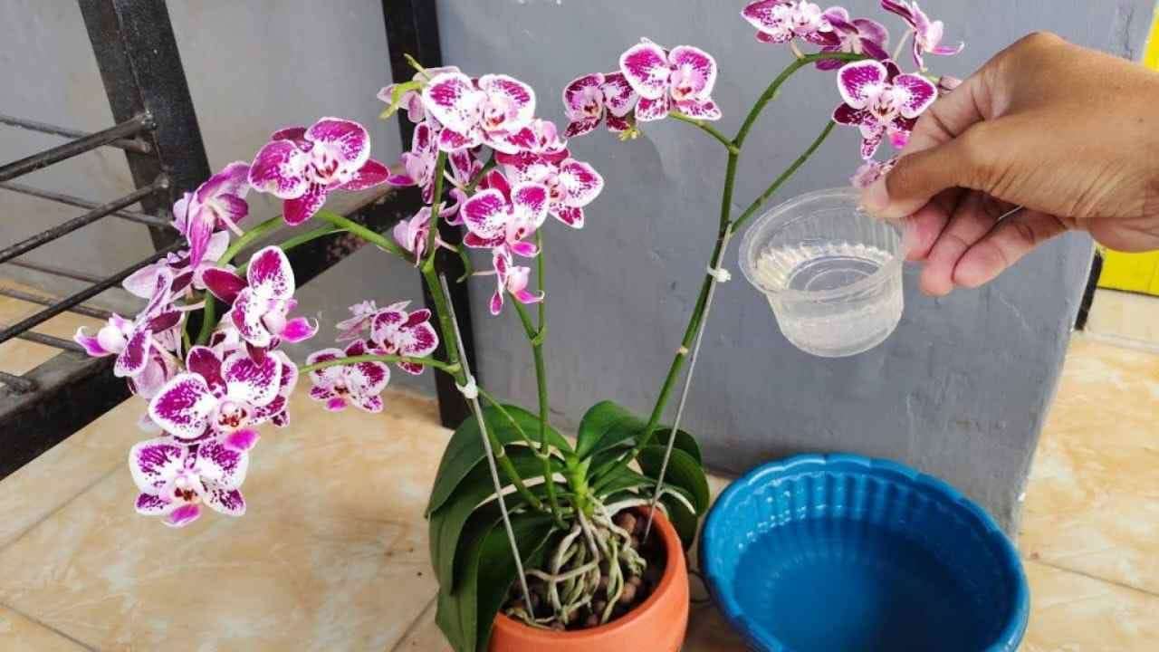 Pokud chcete statnou orchidej se spoustou zářivých listů, zalévejte ji tímto