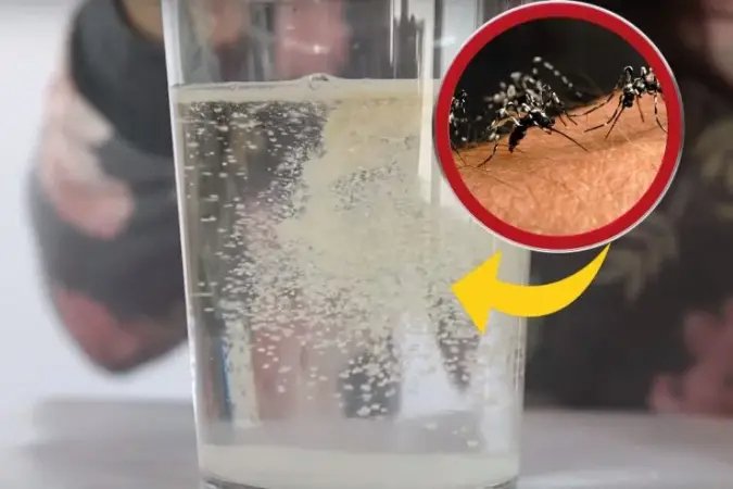 Byla zvolena nejlepší pastí na mouchy a komáry. Uděláte to s produkty, které už máte doma!