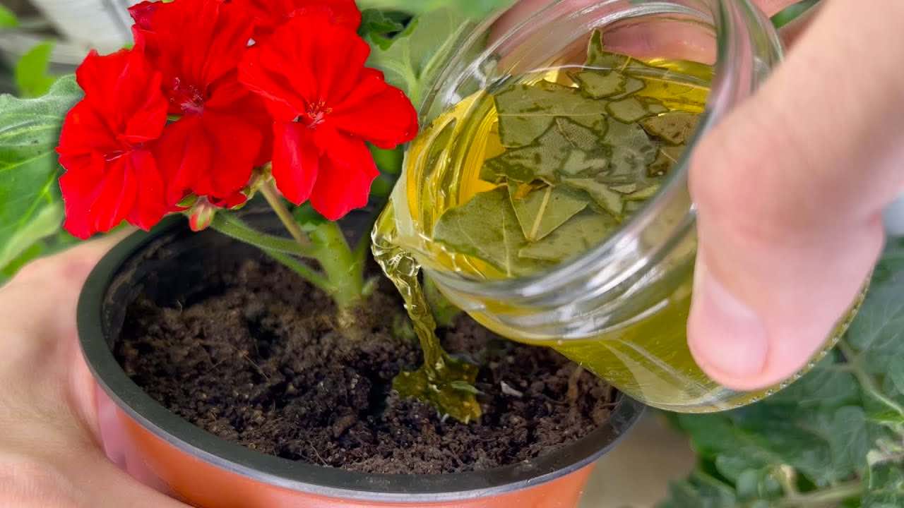 Touto metodou se oživí i ten nejshnilejší a zažloutlý květ