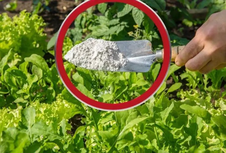 Rozložil jsem to po celé zahradě, to mě naučil můj děda! Je to přirozeně se vyskytující jedovatý pesticid, který máme všichni ve svých domovech!