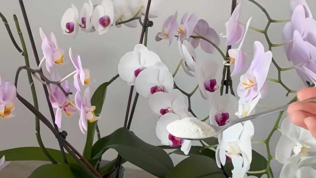 Zdravé kořeny a hojné květy, tajemstvím je dát to svým orchidejím