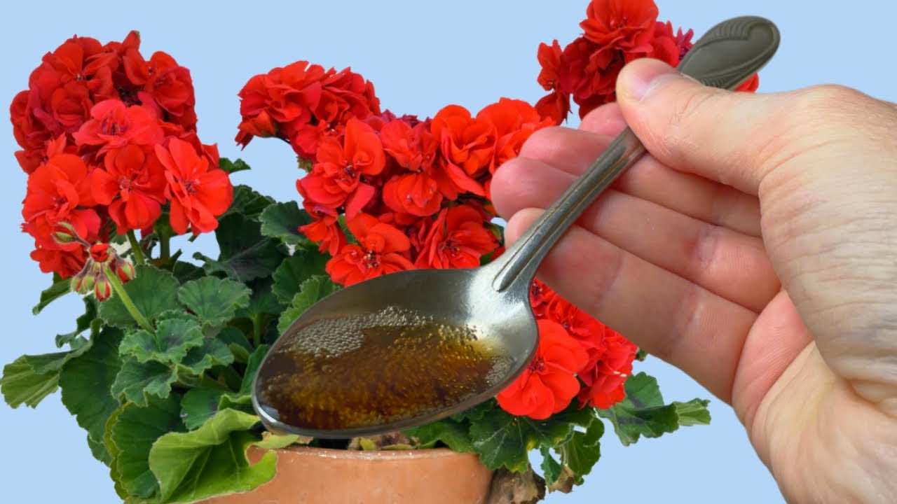 Kapka spadne pod všechny květiny v domě, kvetení je zaručeno: nalijte hned