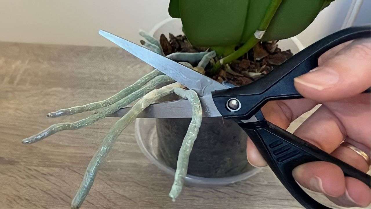 Orchidej, silné kořeny a bohaté květy, když to uděláte: nikdo na to nikdy nemyslí