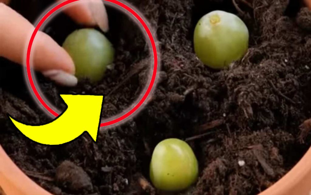 Dal jsem 3 hrozny do vázy plné zeminy: po 10 dnech se stane nemyslitelné!