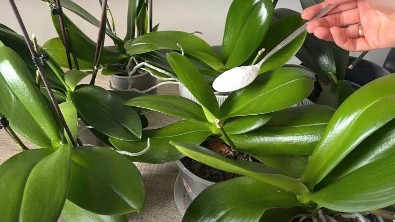 Živé, tvrdé listy s bohatými květy, pokud to natřete na svou orchidej