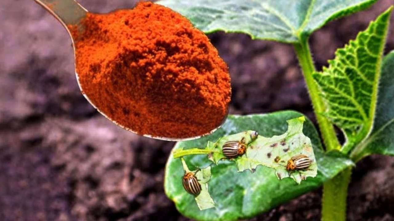 Rostlinné vši zmizí navždy s tímto práškem: okamžitě jej distribuujte