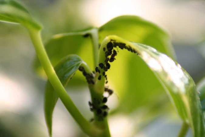 Nejúčinnější přírodní pesticid pro vaše rostliny a zahradu, levný a rychle vyrobitelný