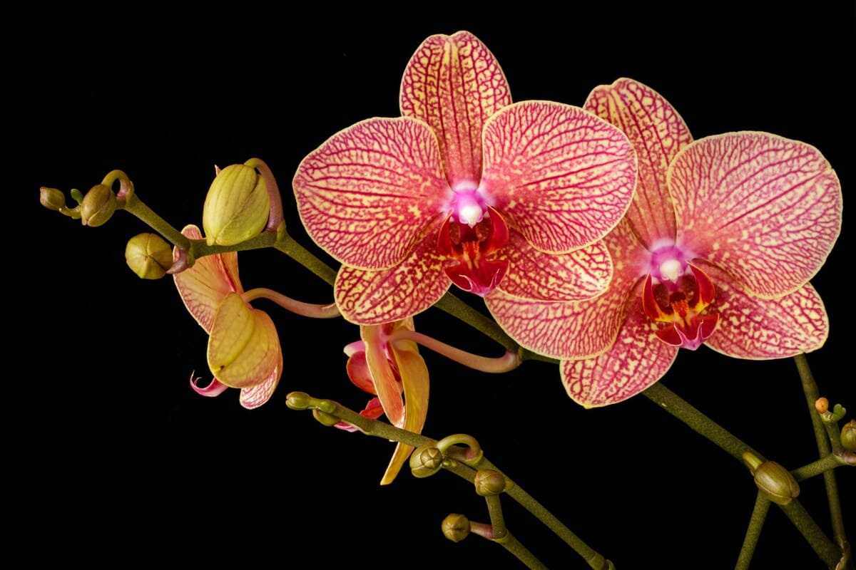 Rozkvět orchidejí: Zde je návod, jak na to, říkají odborníci