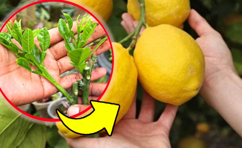 Velké, šťavnaté citrony, stará metoda našich prarodičů: takhle je máte až do podzimu!