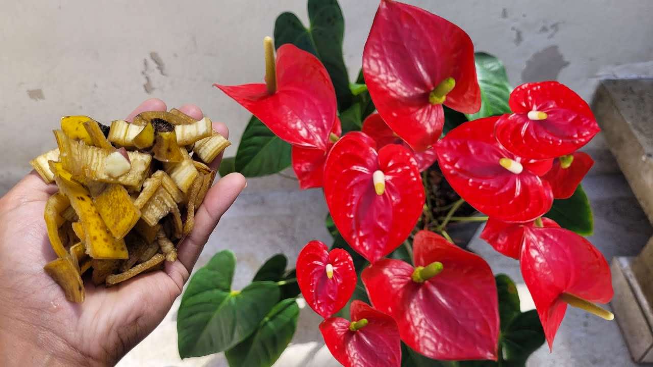 Anthurium vždy kvete s tímto silným přírodním hnojivem