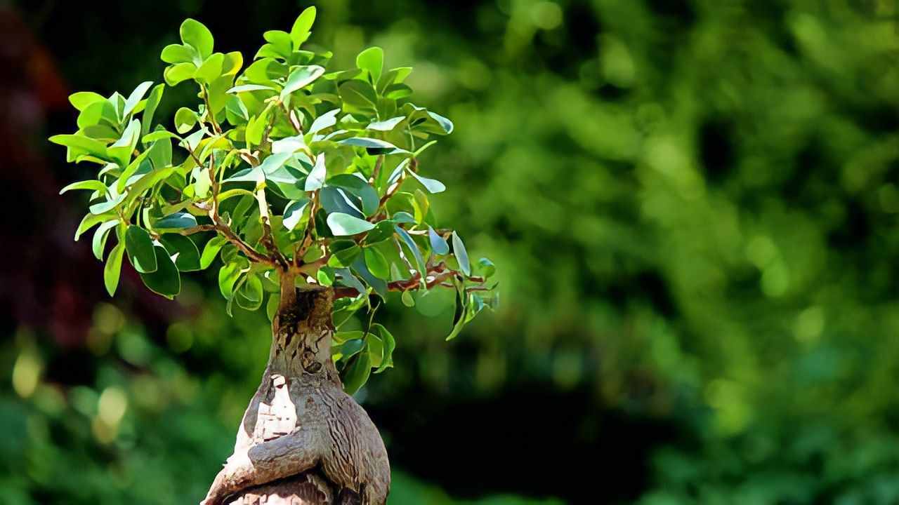 Ficus Bonsai doma miluje toto místo: pokud ho zde necháte, bude žít navždy