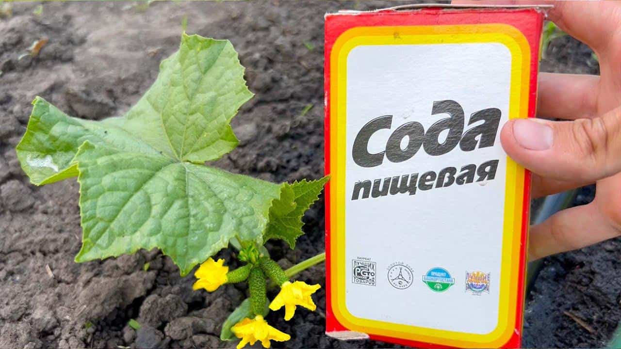 Tím posypte okurky a budete je sklízet ze zahrady až do podzimu.
