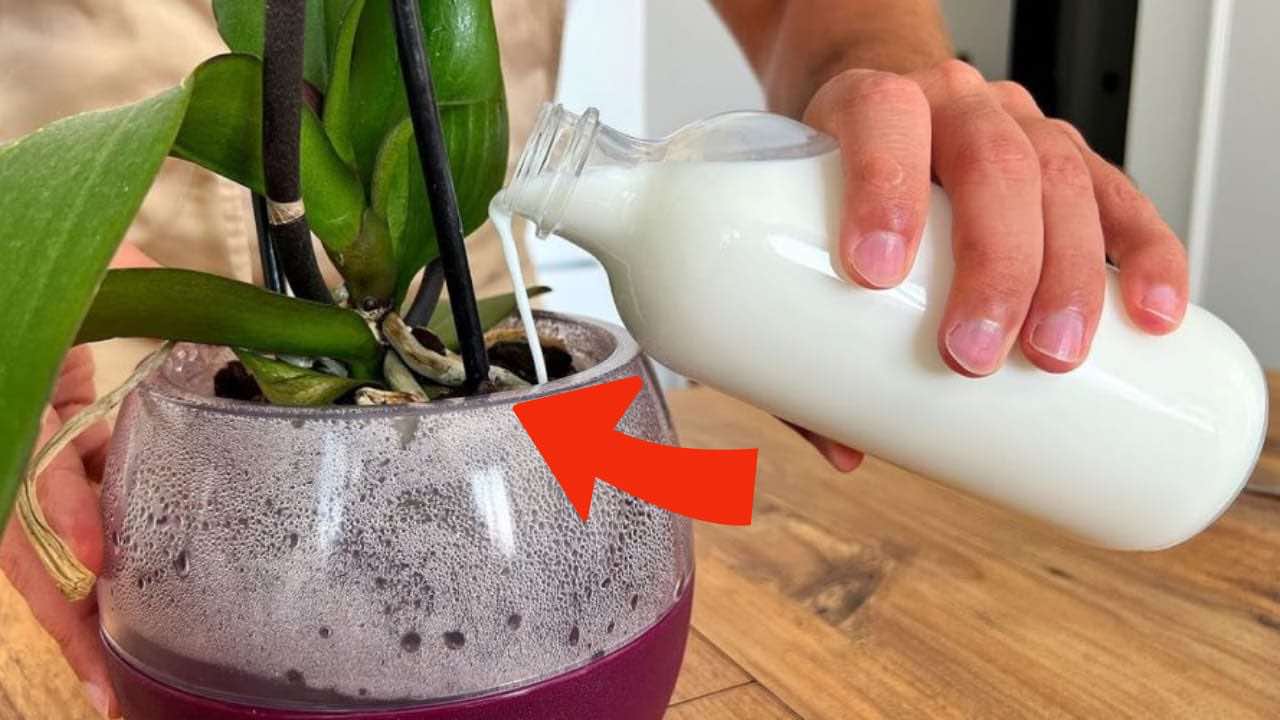 Orchideje, pokud je zalijete touto přísadou, kvetou 10x více