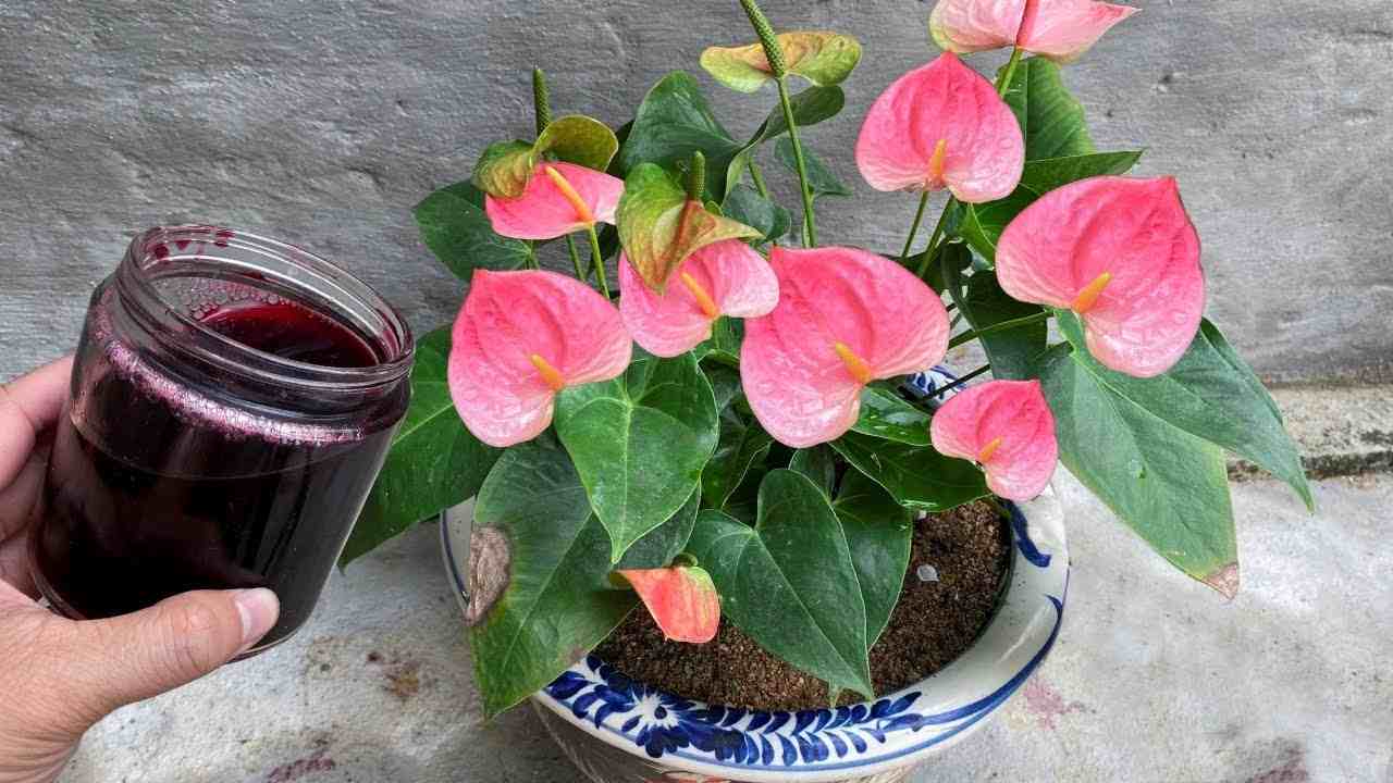 Anthurium bude díky této vodě produkovat spoustu květů: nikdy nevypadalo tak krásně