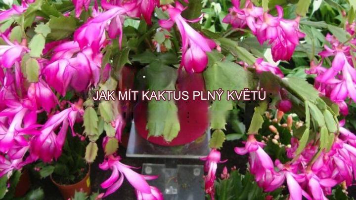 Kaktus plný květin, jak to udělat, aby produkoval nekonečně přirozeně